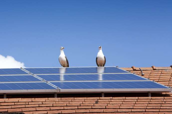 Birds on solar panel